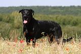 BEAUCERON 727